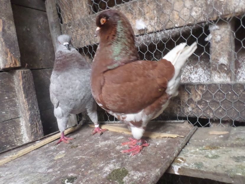 fem 016 - ARHIVA 2016 -2017-2o18-2019-2020