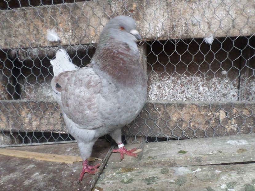 per 5     masc 015 - KING MATCA 2019