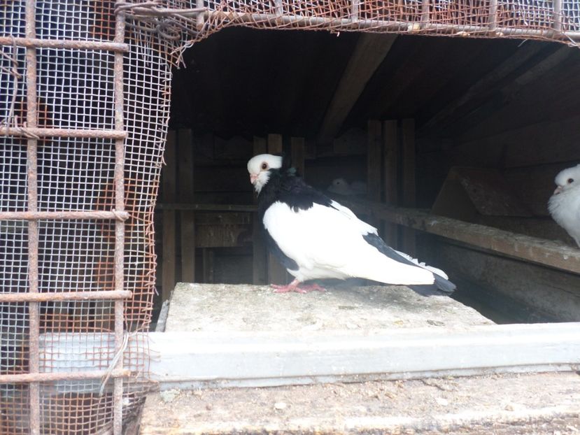SAM_3877 - ARHIVA 2016 -2017-2o18-2019-2020