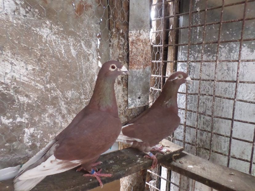 per.2015 voiaj.rosii de Buc. - ARHIVA 2016 -2017-2o18-2019-2020