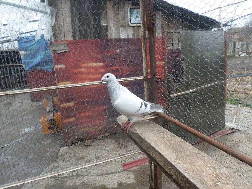 SAM_3929 - ARHIVA 2016 -2017-2o18-2019-2020