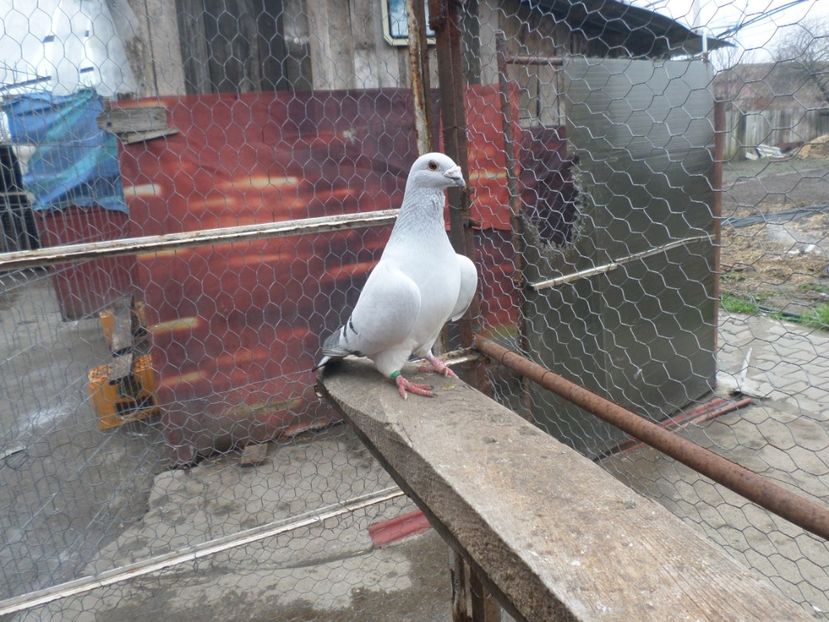 SAM_3930 - ARHIVA 2016 -2017-2o18-2019-2020