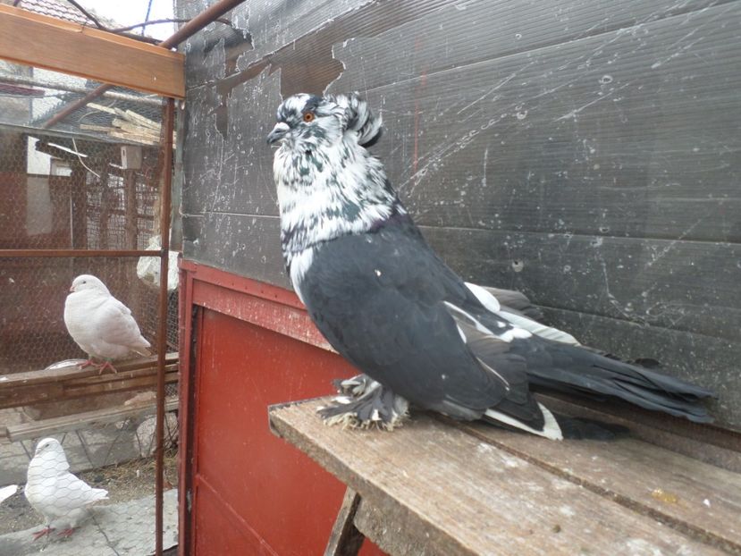 MASC 1519-15 P1 - AAAAAA URIASI MAGHIAR PERECHI 2019