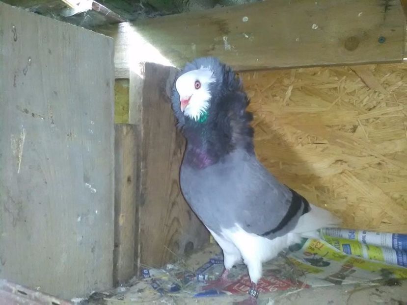 CAPUCINI ALBASTRII 1 - 3 - CAPUCINI