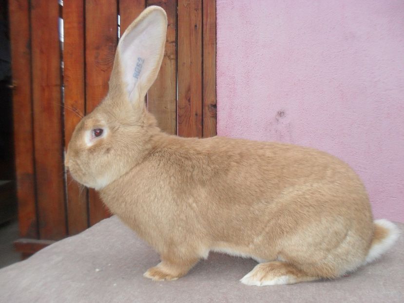 Mascul  u.g Campion National Caransebes 2016 - DE VANZARE 2017