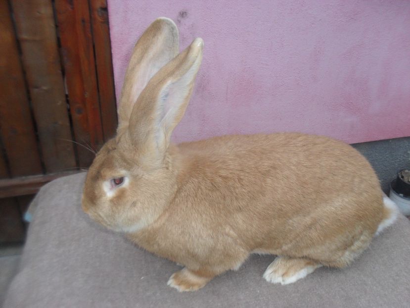 Mascul  u.g Campion National Caransebes 2016 - DE VANZARE 2017