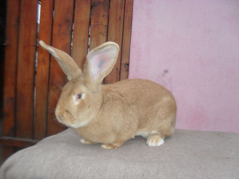 Mascul  u.g Campion National Caransebes 2016 - DE VANZARE 2017