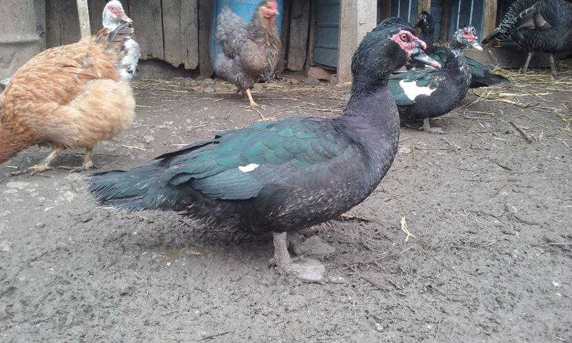  - Rate lesesti negre