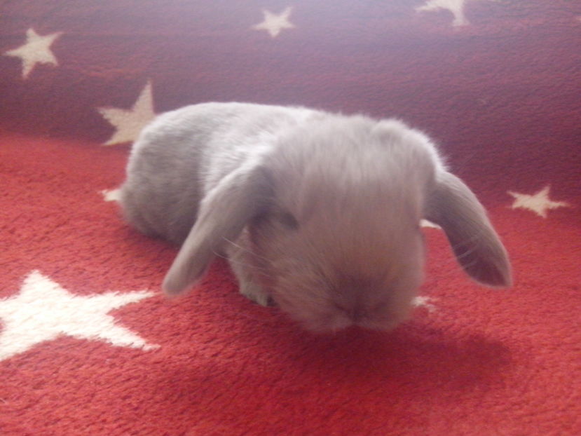  - Cuib 1-24 februarie