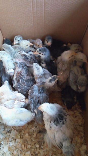  - PUII MEI DE GAINA 2017