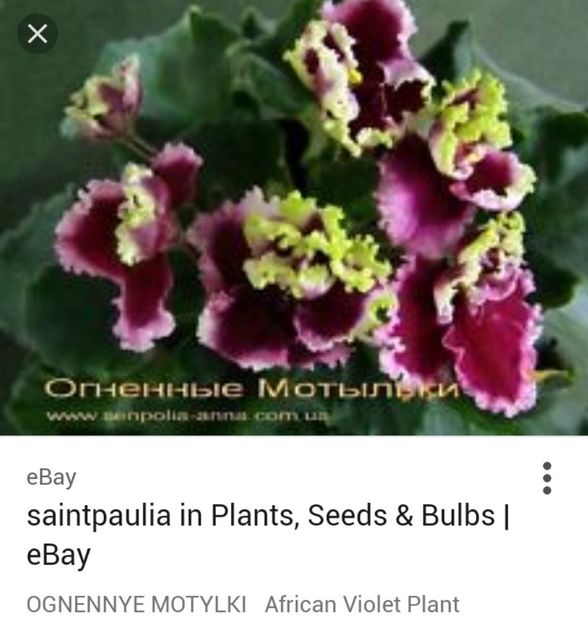  - Ognennye Motilky-pierdută