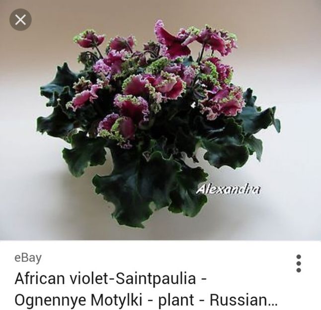  - Ognennye Motilky-pierdută