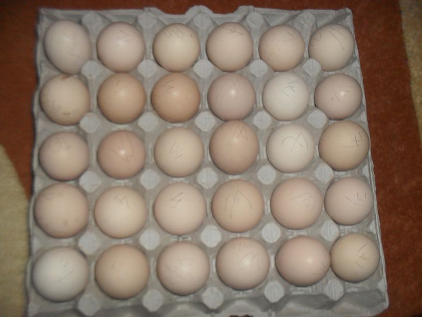 Oua brahma, wiandotte, plymouth - DE VANZARE 2017