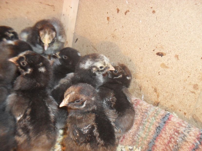 Pui wiandotte, plymouth - DE VANZARE 2017