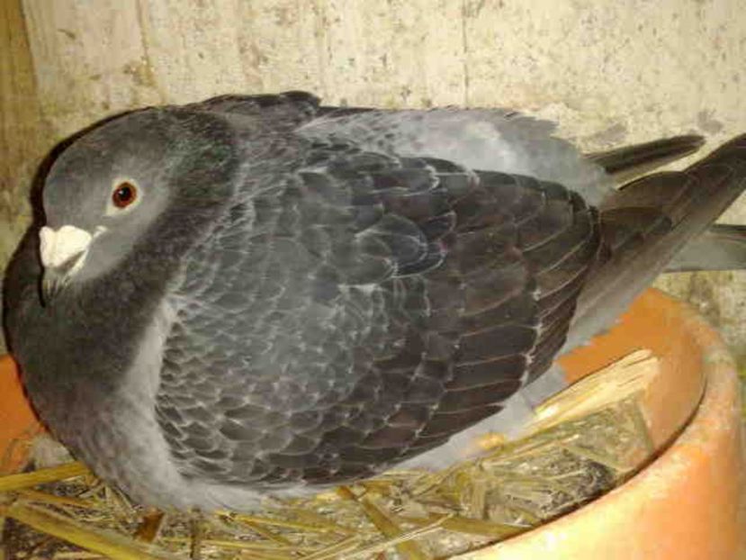  - Pui 2017-2018 -2019-2020 -2021-matca-doici-vind aproape tot lotul