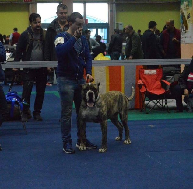 17275053_1420987024607845_997118689_n (1) - Canisa De Casa Dragnuta Monta Mascul Dogo Canario Mascul Presa Canario