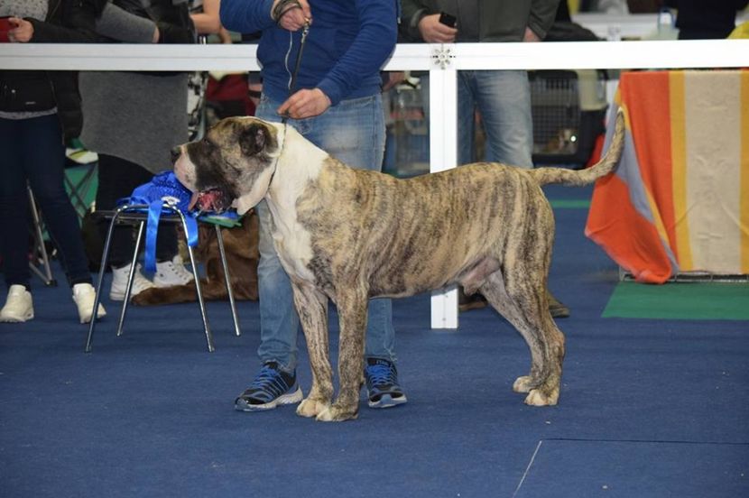  - Canisa De Casa Dragnuta Monta Mascul Dogo Canario Mascul Presa Canario