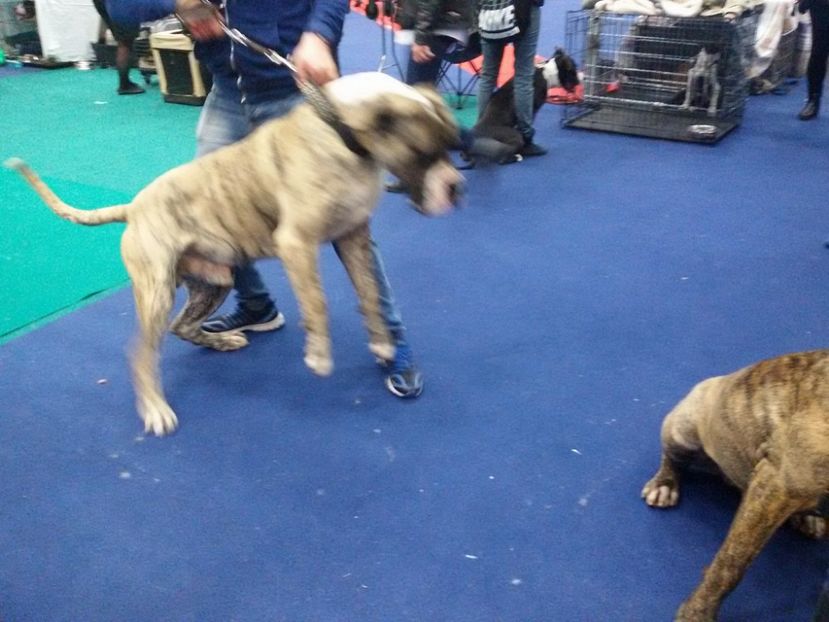 17218339_983872528412316_8194181265005116056_o - Canisa De Casa Dragnuta Monta Mascul Dogo Canario Mascul Presa Canario