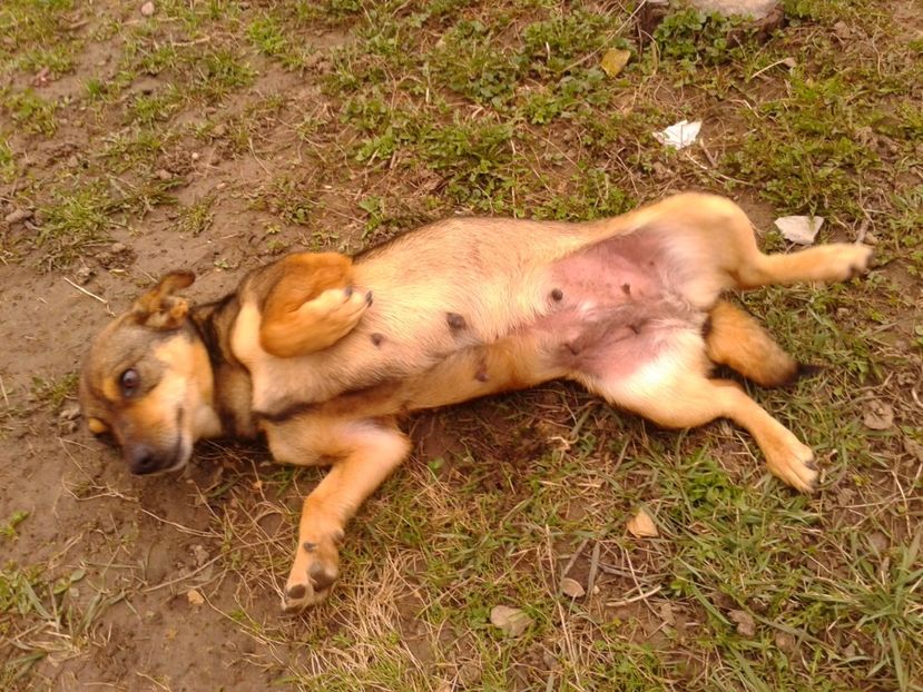 Diva ,relax - AAAAAAAAA__DIVA_OSMI URMASUL LUI OSMAN IN MEMORIAM