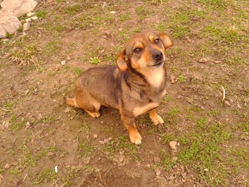 Diva la o saptamana de gestatie - AAAAAAAAA__DIVA_OSMI URMASUL LUI OSMAN IN MEMORIAM