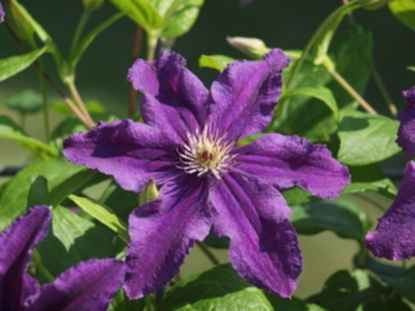 Clematis Marcellina - CLEMATITE - Inventar