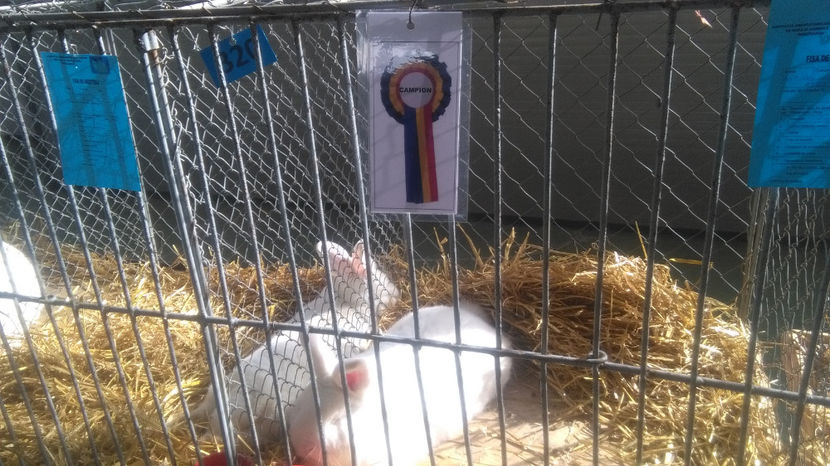  - 00-NEOOZELANDEZ ALB SI ROSU