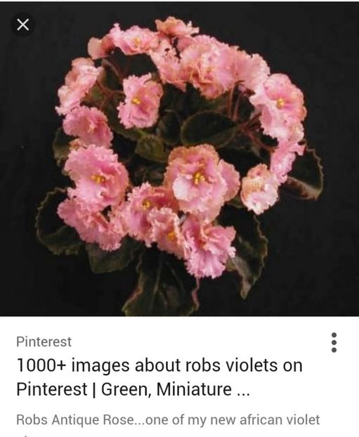  - Rob_s Antique Rose