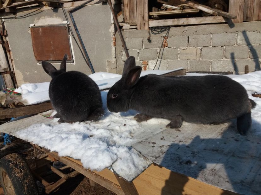  - AA_ALBASTRU VIENEZ Martie 2017