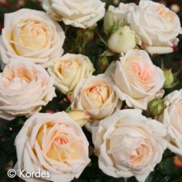Madame-Anisette - Noutati trandafiri 2015 - 2024