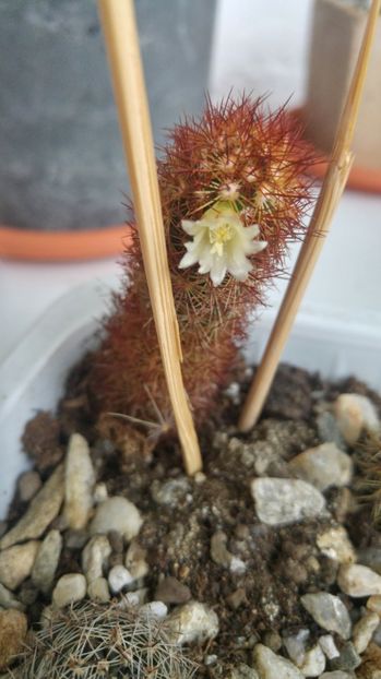 20170312_172654_HDR - Cactusi si Suculente