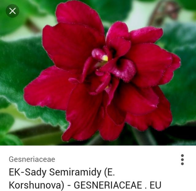  - Sady Semiramidy