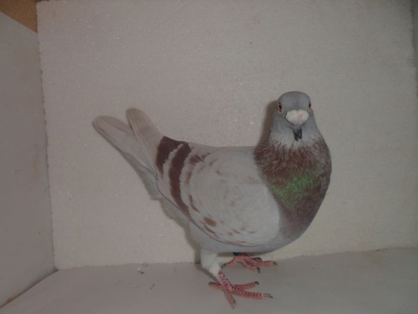 MASCUL NL 2011m100 ronvandut - VANZARE 2017