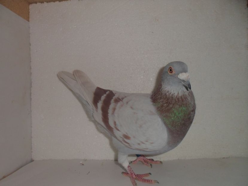 M.   NL 2011 - VANZARE 2017