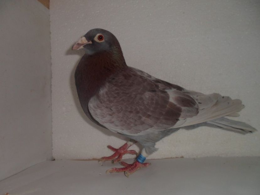 M   HUN.DERBY 2012 cretu - VANZARE 2017