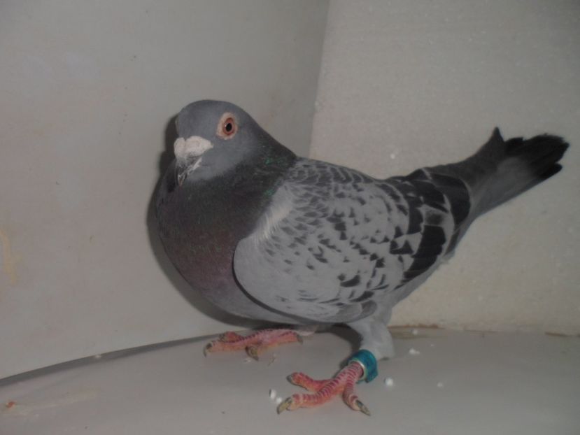 M   NL 2011 m 100 ron - VANZARE 2017