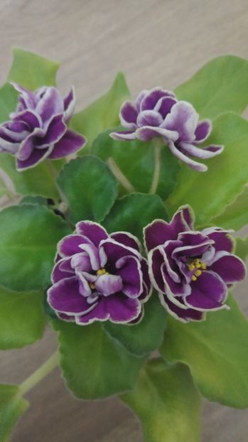 20170306_221956_HDR - Ek magia liubvi