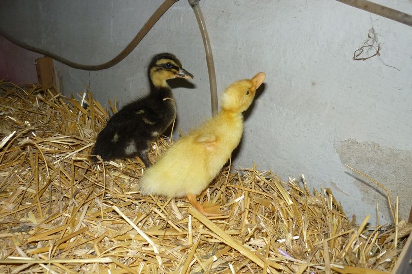 P1090579 - Rate 2017