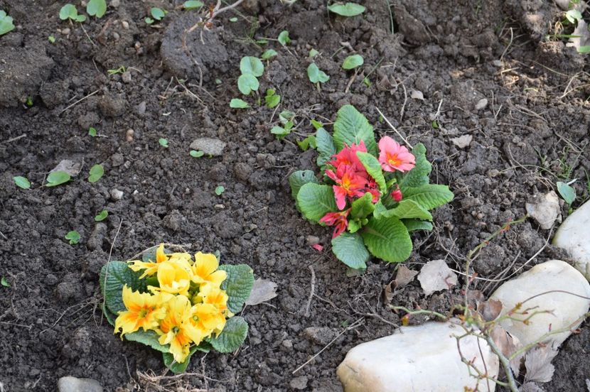 Nu stiu cine le rontaie petalele - 2017_Martie_Gradina Rozelor