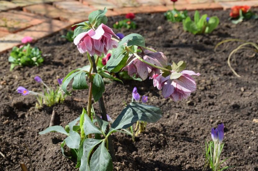 Heleborus Double Elen Pink - 2017_Martie_Gradina Rozelor