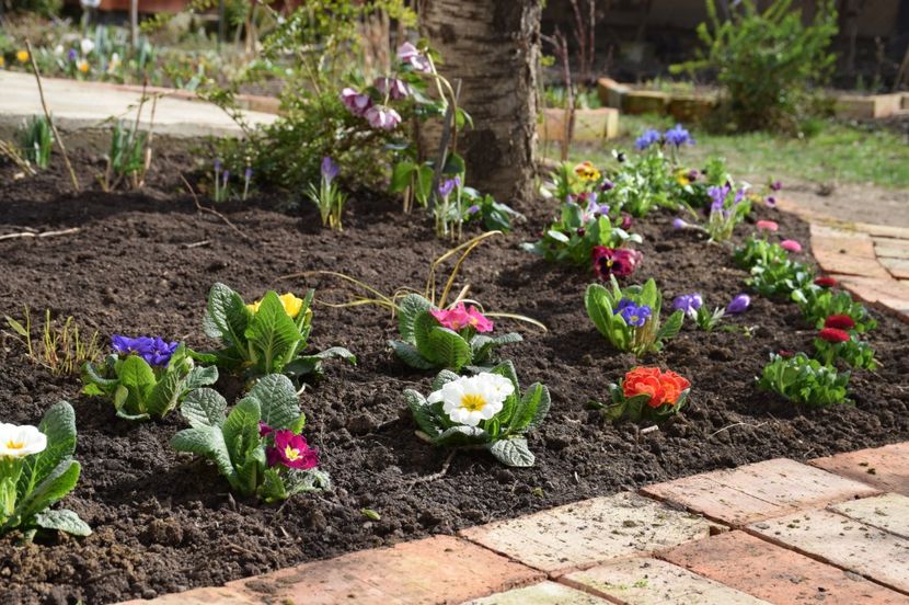 Primule Acaulis - 2017_Martie_Gradina Rozelor