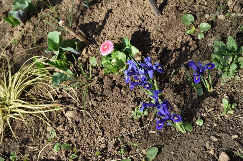  - 2017_Martie_Gradina Rozelor