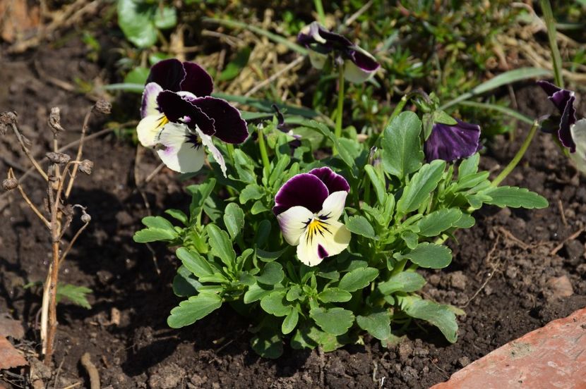 Panselute - 2017_Martie_Gradina Rozelor