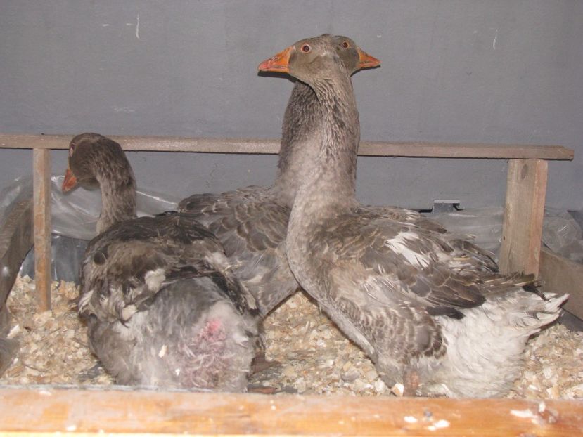  - GASCA TOULOUSE posibil hibrid