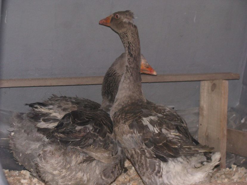  - GASCA TOULOUSE posibil hibrid