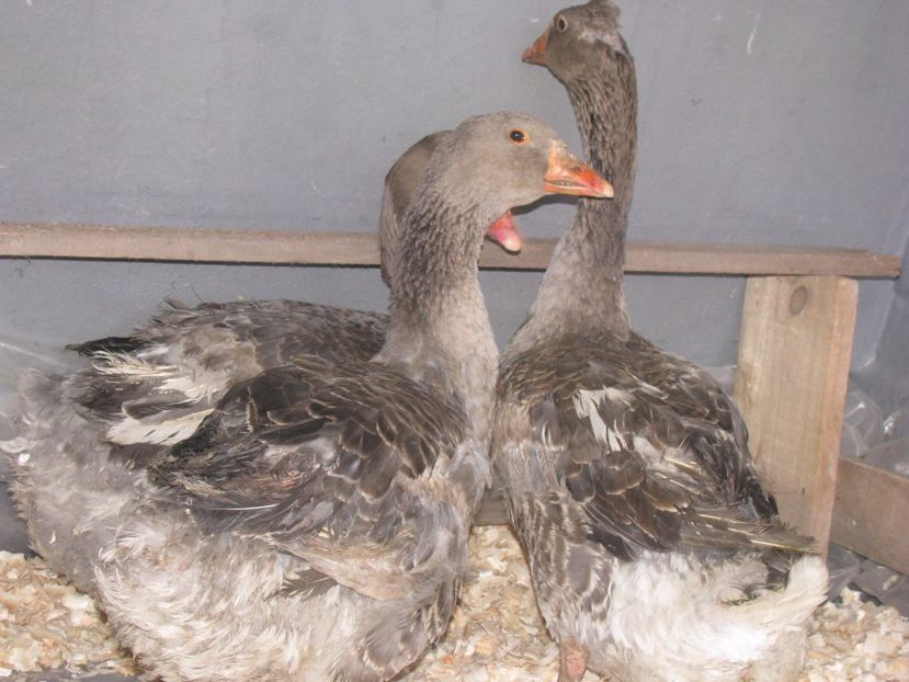  - GASCA TOULOUSE posibil hibrid