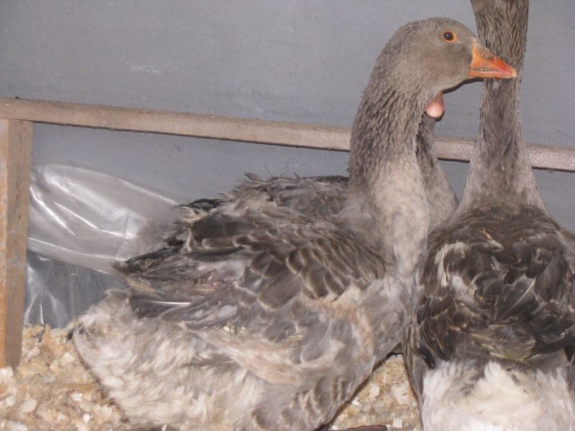  - GASCA TOULOUSE posibil hibrid