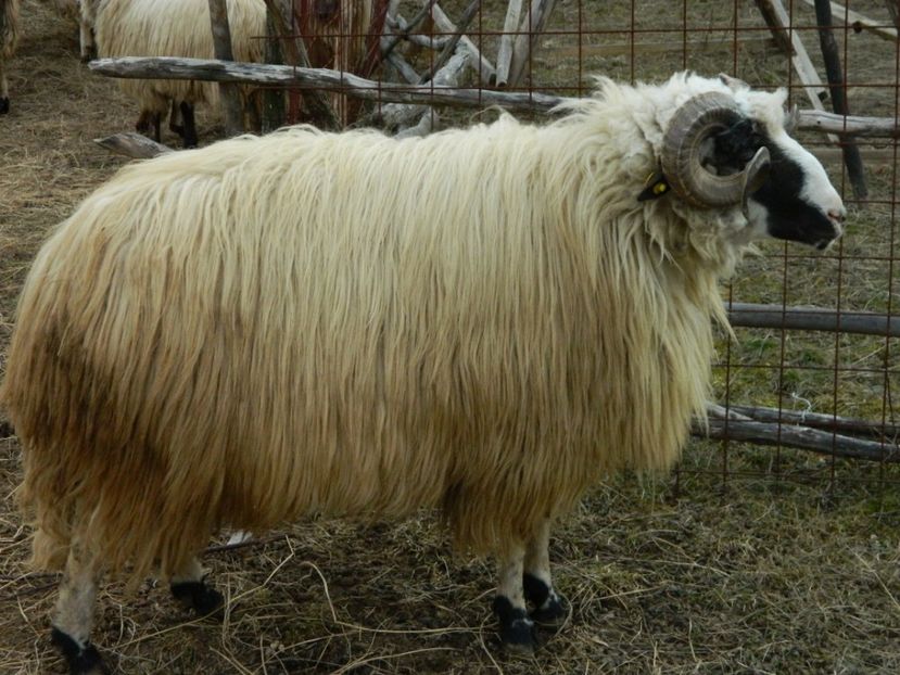 Picture 030 - De vanzare 2016