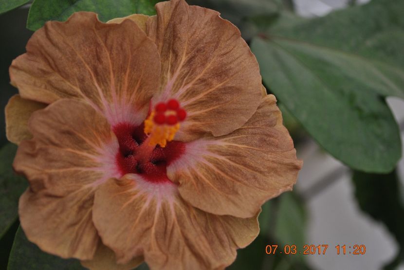  - Hibiscus - 01-2015-002