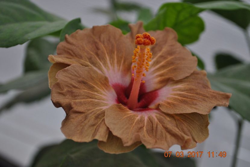  - Hibiscus - 01-2015-002