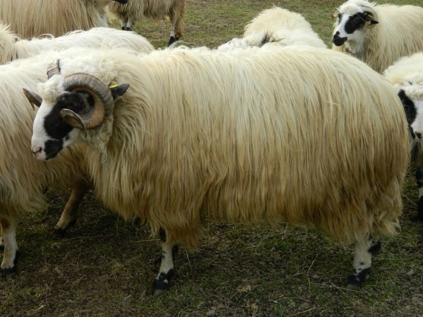 Picture 008 - De vanzare 2016